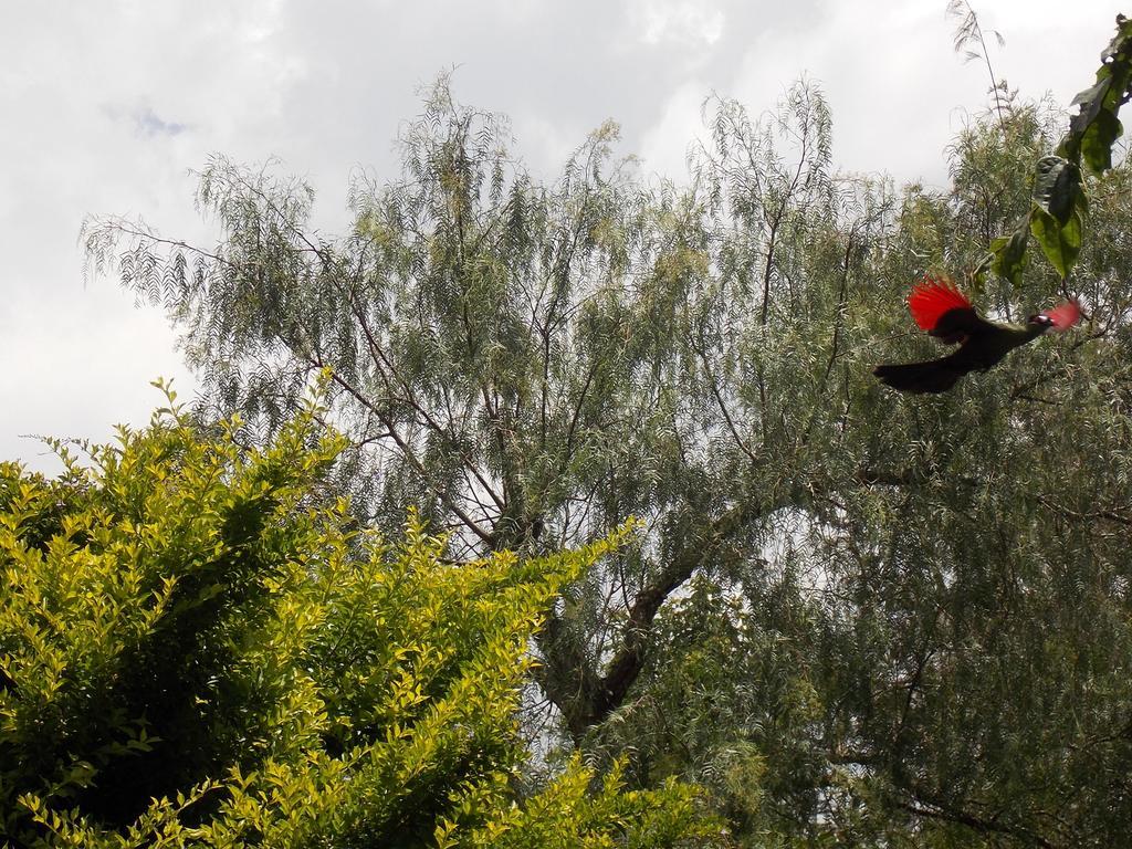 Songota Falls Lodge Arusha Ruang foto